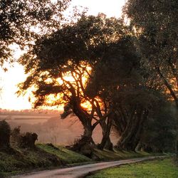 Sun shining through trees