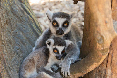Portrait of two lemurs sitting on wood