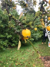 Close-up of fruits on tree