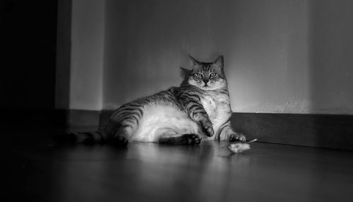 Portrait of cat resting on table at home