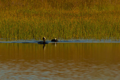 Birds on a lake