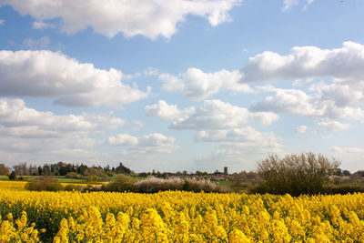 Scenic view of oilseed rape field against sky