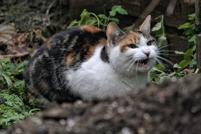 Cat relaxing on field