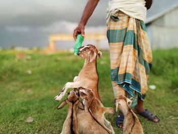 Low section of man feeding kid goats