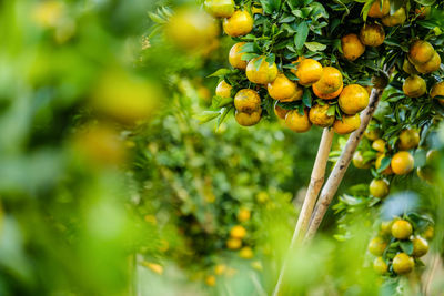 Close-up of fruits growing on tree