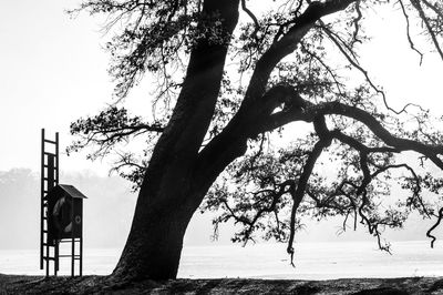 Tree by sea against clear sky