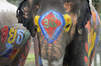 Close-up of elephant with face paint