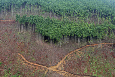 Aerial view of trees on mountain