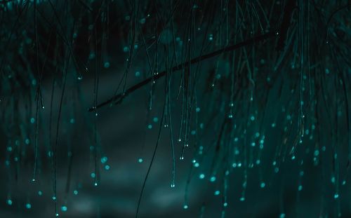 Close-up of wet spider web in rainy season