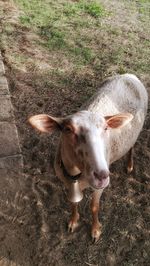 High angle view of cow standing on field