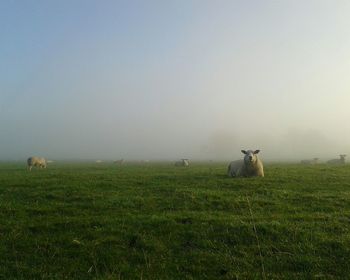 Sheep on green field in foggy weather
