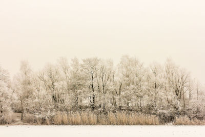 Bare trees on field against clear sky during winter