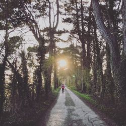 Rear view of man riding bicycle on footpath amidst trees during sunset
