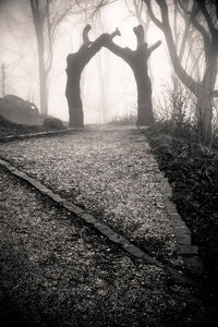 Trees in forest