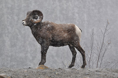 Side view of sheep on snow covered land