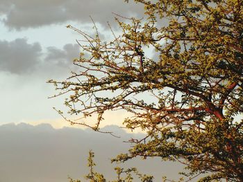 Low angle view of tree against sky