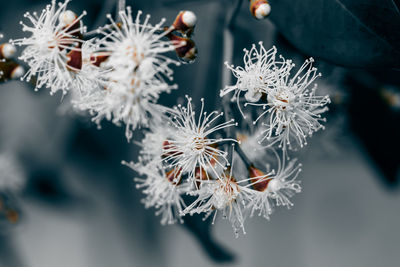 Close-up of flowers
