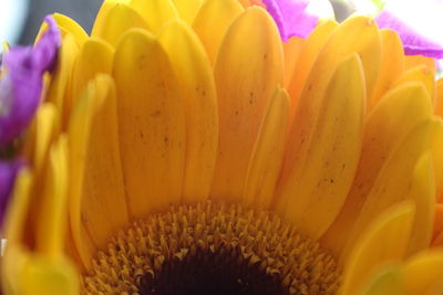 Close-up of yellow flower