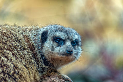 Close-up of an animal