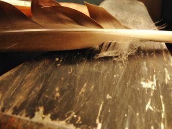 Close-up of feather on table