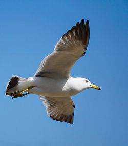 Low angle view of seagulls flying against blue sky