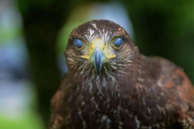 Close-up portrait of a owl
