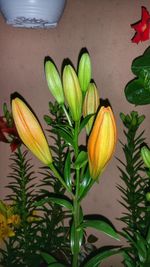 Close-up of lily growing in plant