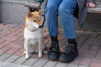 Adorable red shiba inu dog in a red collar sits next to the owner on a sunny spring day.