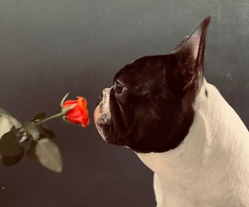 Close-up of a dog looking away