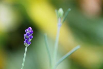 Close-up of purple flower blooming outdoors