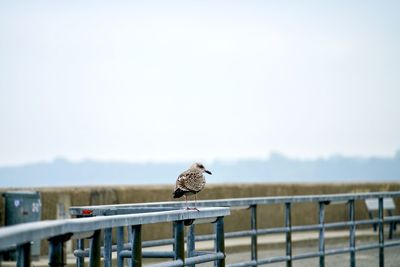 Seagull perching on railing against clear sky