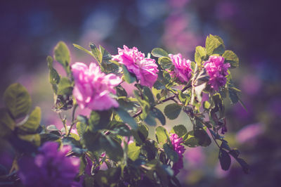 Close-up of pink flowers