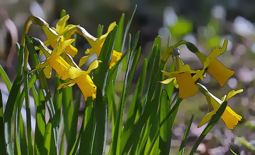 Close-up of yellow plant