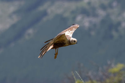 Bird flying in the sky