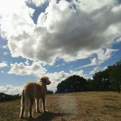 View of dog on field against sky