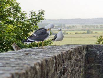 Seagulls perching on retaining wall