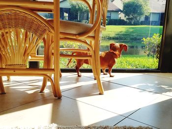 Dog relaxing on porch