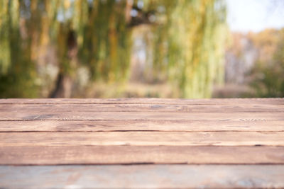 Surface level of wood in forest