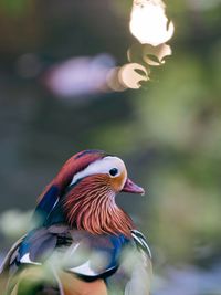 Close-up of a bird