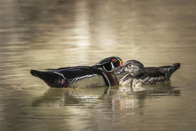 Male and female wood duck together on the water