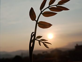 Close-up of silhouette plant against sky during sunset