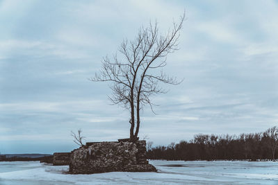 Bare tree on snow covered field against sky