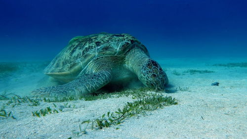 Big green turtle on the reefs of the red sea.