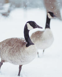 Close-up of duck on snow covered land