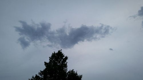 Low angle view of tree against sky