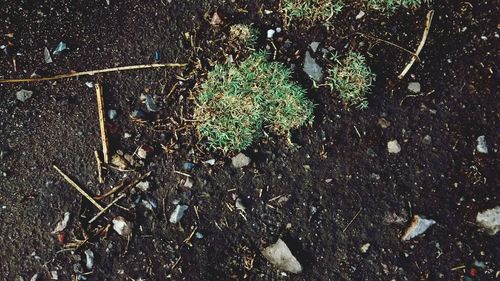 Close-up high angle view of plants