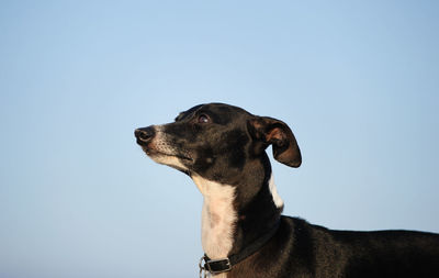 Close-up of dog against clear sky