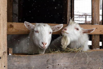 Two white goats of the zaanen breed are eating hay in the barn. home farm. 