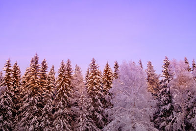 Trees in forest against clear sky during winter