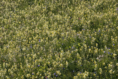 Full frame shot of flowering plants on field